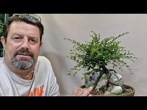 Pruning Chinese elms