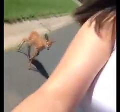 112K views · 3.6K reactions | Cute alert: A Lakeville teen was walking down the street the other day when a fawn began following her. | KARE 11 | Facebook