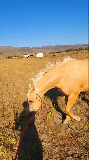 Session 125 for Nugget The Golden Horse for 2022! It was windy today! #gold #golden #horselife #horsetraining #horseriding #horseloversofinstagram #horseshow #nevada | Nugget The Golden Horse And Chance The Big Paint Horse