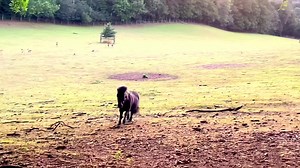 8.5K views · 1.4K reactions |    Black Beauty    | The Adventures Of Patrick The Pony | Facebook