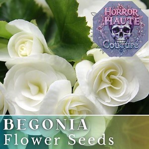 45  Begonia Seeds -ivory Haven- Fragrant - Fresh Flower Seeds Non GMO, Annual Seeds, Bulk Seeds, Wholesale - Etsy
