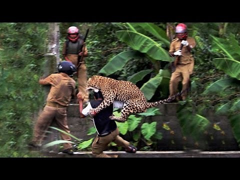 10 Leopard Attacks Caught On Tape