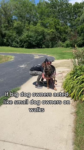 So true! #dogvideos #dogtraining #dogsofttiktok #germanshepherd #ReTokforNature #SplashSummerVibe #topdog #protectiondog #gsdoftiktok #funnydogs #doghumor #dogfunny #chicagodogs #dogtraining vid credit idea: @rachelsheppick