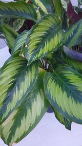 Calathea Beauty Star 🪴🌿😍 #calathea #plants #plantas #plantlover #plantbased #Amazing #reels #viral #garden #fyp #beauty #foryou | Decor & Beauty