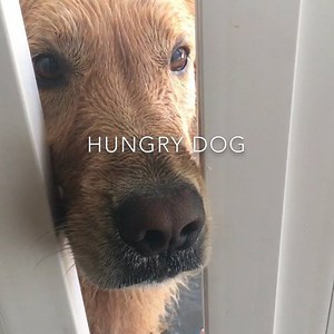 52K views · 1.1K reactions | Two Golden Tails on Reels | Facebook