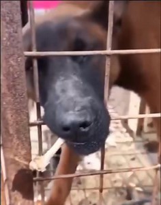 😀😀😀😀😀😀😀😀 #dog #Papy #everyonefollowers #followers @highlight | Godmika Mc