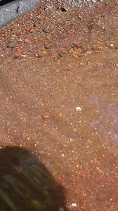 3.3K views · 59 reactions | Gold in small creek bed????? #gold #oro #emas #goldmining #goldprospecting #goldrush #goldpanning #fyp #viral #fypシ | Au DMV. | Facebook