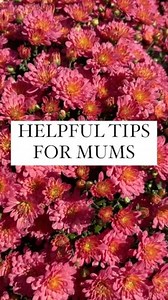 Here are two helpful tips for taking care of mums: •Watering: Mums thrive with consistent moisture. Water them deeply at the base, keeping the soil evenly moist but not soggy. Be careful not to wet the foliage, as this can lead to disease. Avoid allowing the soil to dry out completely, especially during blooming. • Sunlight and Location: Mums love sunlight and need at least 6 hours of direct sunlight each day. Choose a sunny location for planting, or if they’re potted, place them in an area wher