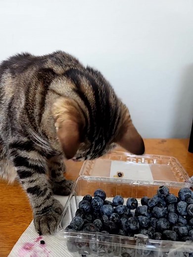 Official Quality Control Inspector reporting for duty. 🫐🧐 Thoroughly sniffing every single berry to ensure #randomstuffa2z #qualitycontrol #catsofinstagram #blueberryinspector #verybusy #seriousbusiness #tabbycat | RandomstuffA2Z