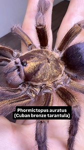 Phormictopus auratus is a large terrestrial species endemic to central-eastern Cuba. It can be found under rocks and in other natural crevices in a wide range of habitats. The species is quite vibrantly colored, with golden iridescence on the carapace and femurs and purple on the abdomen, making it a favored choice by hobbyists. #newworldtarantula #tarantula #spider | Buddha Bugs