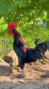 Rooster crowing competition #animal​ #rooster​ #chicksounds​ #adorablechicksvideo​ #amazingbuffchicks​ #beautifulchickssound​ amazingbabychickenvideo #animal​ #rooster​ #hen​ #roosterCrowingSound​ #roosterCrowingSoundCompilation​ #roosterCrowingSoundCompilation​ #rooster​ Crowing Sound effect #murghakiAzan​ #handsomerooster​ #bigrooster​ #youngrooster​ #roosterteeth​ #roosterrunning​ #roosterwalking​ #roosterCrowingSound​ #roosterCrowingSoundCompilation​ #roosterCrowingSoundCompilation​ #rooster