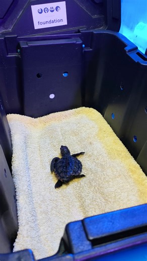 2.9K views · 74 reactions | Rescue Turtle, Pip  Thank you to the...
