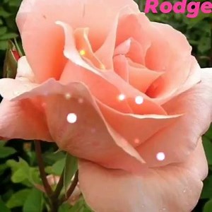 🌹🌹💗 MINAHAL KITA 💗 BY MICHAEL LAYGO 💗 CREATED BY RMS 💗🌹🌹 | Flowers and music