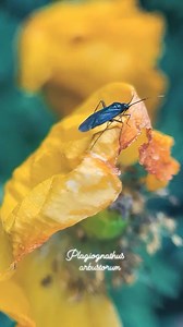 Common Nettle Flower Bug (Plagiognathus arbustorum). More on my Instagram. #commonnettleflowerbug #nettleflowerbug #plagiognathusarbustorum | Evelyne Muselle