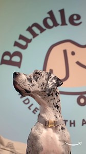 160K views · 225 reactions | Jess Berger and her Latina-owned business, Bundle x Joy, deliver superfood nutrition for pets  Find out about this and more Hispanic stories on Amazon: https://amazon.visitlink.me/Iw_eUv #ShopCultura | Amazon.com | Facebook