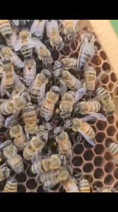 93K views · 3.5K reactions | Piping #queen #bee #bees | Honey Apple Farm | Facebook