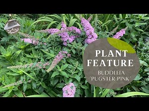 Buddliea Pugster Pink