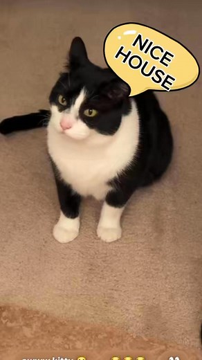 4K views · 258 reactions | Be inspired ! Stray cat just got adopted by our viewer and sponsor from the US! They named him Mr. Freckles. Thank you sooo much, Michelle Chao, for giving Mr. Freckles a loving home - the love he never had #cat #catlovers #rescue #furrbaby | Francisco Abiera | Facebook