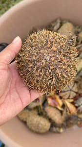 15K views · 254 reactions | Pink sea urchin | Aicel Espinosa | Facebook