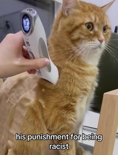 Orange Cat Activities: Funny Memes, Cute Videos & More!
