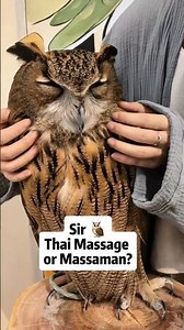 Owl Sir Enjoyed Thai Madsage😁 #owl #quickclip #shortvideo #youtubeshorts #shorts #short #owlhouse