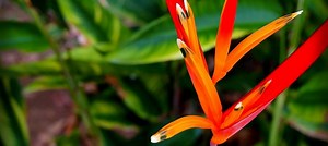 Plantes exotiques rustiques en France