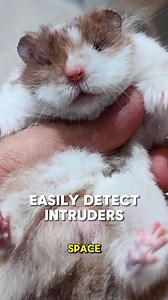 Bakit unsafe ang mga scented beddings and sand? #fyp #foryou #fypシ #foryoupage #hamster #hamsters #hamstersoftiktok #philippinehamsterkeepers #hamsterphilippines #adoptme #adoptdontshop | Philippine Hamster Keepers