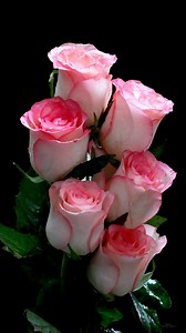 Double Colour Roses | Roses