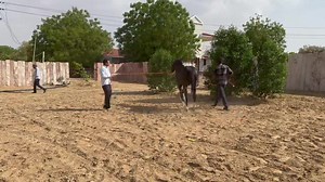 22K views · 2.7K reactions | Marwari stallion Swaroop!! | Marwari Horse | Facebook