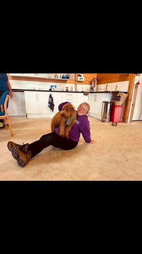Busy busy day at the centre! Cornelius (light coloured cockapoo) Ziggy (red mini labradoodle) and Polly (whippet X) all met during some meet and greet sessions with potential adopters today. 3 gorgeous dogs we are working hard to find the perfect forever homes for 😍 | St. Francis Dogs Home