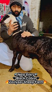 11 reactions | Sale Collection Zaviyaar Sheep Farm Contact 03115962424 | Peshawar Ring Road Mandi | Facebook