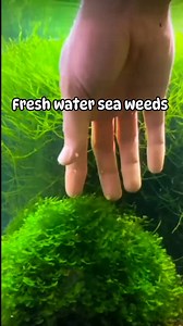 Subwassertang #aquascapingmaterials #aquaticplants #plantedaquarium #fishkeeping #aquariumhobby | Bernabe Cimagala