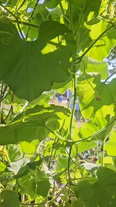 Update sa garden sobrang laki ng pinagbago daming bunga ng Upo | Lay Cote ang Pinay Farmer sa Canada