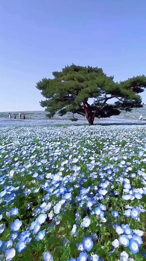 Exploring Hidden Spots with Blue Flowers in Ibaraki