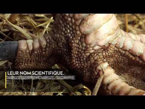 Cet oiseau est le seul à piétiner ses proies jusqu'à la mort