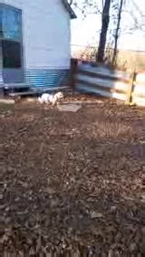 My little superstar! Lisa Marie came into my life unexpectedly and I was not sure what challenges we would have since she is a Puppy Mill Survivor. Lisa Marie has been with me for several weeks and doing fantastic. Each day she is more at ease but still a bit skittish. I talk to her softly while I gently pet her and I can feel her body relax. She is great in a crate but since she resided in a wire cage all of her life, Lisa Marie is only crated when someone visits or I leave the house. I wanted 