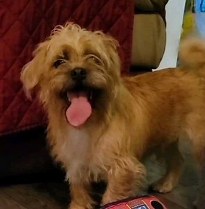 Adopt Yang! He is a Pug/Shih tzu mix looking for a home to call his own. Fill out an app to meet him! https://toolkit.rescuegroups.org/of/f?c=SQYPSGVQ | SOCA - FBC