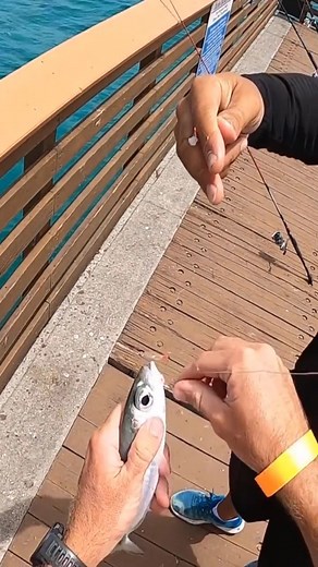 #fishing #teaching #fish #fyp #foyou #foryoupageofficial #Amazing #asmrsounds #foryoureels #followers #friends | Pompano_fishing
