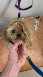 These are the WEIRD THINGS dogs do while they visit me #dogs #dogsbylogan #uniquedog #funnydogs #cutedogs #dogvideos #dogtiktok #puppy #funny #cute | It’s Chris TV