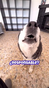 Para que tu PERRO sea RESPONSABLE… ¡DÍSELO! 🐶💬 #perro #responsable #Huskysiberiano | Max the husky