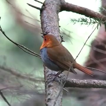 From: #Birds & #Nature! Japanese robin (Larvivora akahige) | BIRDS & Nature