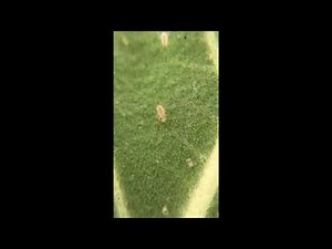 Predatory Mites (N. Californicus) Control on Spider Mites