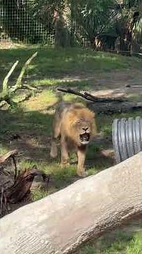 Handsome lion roaring and chuffing. 🦁
