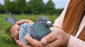 21K views · 3.5K reactions | Pau 2020: Bert Vandenberghe (Wortegem-Petegem,BE) won 1st national in the category 'old birds' against 2.797 pigeons. On top of that, he also won 2nd international against 13.176 pigeons! Wonderful performance! 朗 | PIPA | Facebook