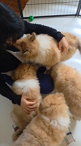 Dell'opera regia allevamento enci/fci pastori scozzesi Ciro Beffi Ciro Beffi Marina Cagnano Pastori scozzesi Carla Rubino Dott.ssa Marina Cagnano Ciro Beffi Coreografo, insegnante di danza classica e contemporanea Ciro Beffi insegnante di danza e coreografo Lucia Marina #collies #roughcollie | Marina Beffi Cagnano