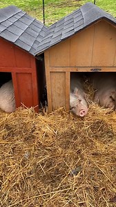 Pigs are jerks. There is no other way to put it. You could build them a house that’s a mile wide and 10 miles high and they will still argue about the best spot to sleep in! This is why we have so many houses for our pot belly pigs, their pen is about 3 acres, has a swamp to cool off in complete with oak trees that provide tons of tasty acorns. In addition they have a massive water trough with crystal clean drinking water. One massive shelter with a sand floor and 2’ of hay. Food delivered twice
