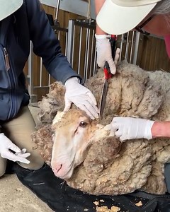 5.4K views · 393 reactions | A sheep close to death because of its 40kg fleece has been saved after shelter workers intervened | Love This | Facebook