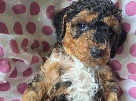 Show Quality F2 Cockapoo Pups