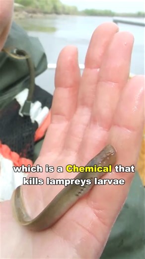 Lamprey | The Vampire Fish #documentary #lamprey #wildlife #knowledge #fyp | Nature Lens