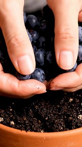 179K views · 2.1K reactions |  How to Plant Blueberries from Seed, Quickly and Easily | Homestead Gardening | Facebook